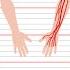 Central Nervous System Vs Peripheral Nervous System