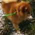 Be Watching You Dog Animals Shorts Pomeranian