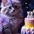 Happybirthday Cute Birthday Song Love Kucingnyanyi Mèo Kitten Rainbowland Adoreble Cat