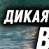 ШОК Среди голых мужчин в гостях Что тут творится Опасный Vanlife в Индии 2024