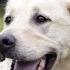 LIVE Dog Music Calming Music For Dogs Separation Anxiety Relief Music To Help Dogs Sleep 22