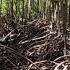 Mangroves How They Help The Ocean