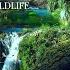 AMAZON Wildlife 4K Rainforest Relaxation Film Nature Video UltraHD