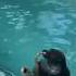 Seal Plays Saxophone Ameno