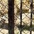 Leopard Rescue Centre Almora Guldar Latest Video Guldar News Shorts Leopard AryanV