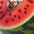 Самые СИЛЬНЫЕ Итальянские Животные Мемы Часть 8 Bombardino Cocodrilo Tung Tung Tung Sahur Shorts