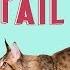 Cat S Tail Meaning What Your Cat S Tail Says About Her Mood Chewy