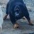 Tibetan Mastiff Dogo Argentino XXL Pitbull Dog Transformation Shorts Dog