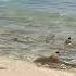 ISLAND SURVIVAL Hand Catching Shark