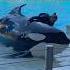 Killer Whale Attack Aftermath At SeaWorld