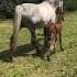 People Said My Foal Would Never Jump Watch This