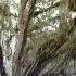 Tree Of The Week Live Oak