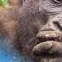 Gorillas Are HIGHLY Intelligent Wild Bites BBC Earth Kids
