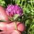 FRONTIER MEDICINE Red Clover Great For Colds And Allergies