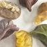 LEBHCD 31 COLORFUL CHICKEN DUMPLINGS 6 彩色鸡肉饺子