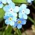 НЕЗАБУДКА MYOSOTIS сем Бурачниковые