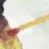 Whispers The Blue Tongue By Mystical Weapons Sean Lennon Greg Saunier