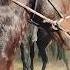 VODIY KO PKARI TOMOSHA QILING VODIY KOPKARI KOPKARI KOKPAR HORSE HORSES конь
