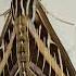 White Lined Sphinx Moths Hiles Lineata
