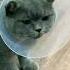 Castrated British Short Hair Castration Cat Britishshorthair