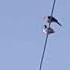Two Birds On A Wire But It S Real Life
