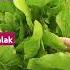 Gard High Breed Palak Viral Tranding Homeen Flowers Shorts