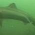 Spiny Dogfish Underwater Footage