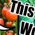 Grow Lots Of Tomatoes Not Leaves Complete Growing Guide