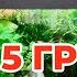 Грунты для аквариума травника Какие использовать можно а какие нельзя