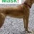 Lucy Makes Her Own Mask