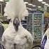 Cockatoo Shopatoo Benji Makes More New Friends