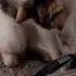 Cat Not Able To Piked Up Pen Cat Catlover
