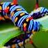 Relaxing Piano Music Soundscape 4K Nature Caterpillars And Butterflies