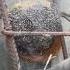 Honey Kaise Nikalte Hai मध मक ख क छत त Shehad Kiase Nikalte Hai Madhumakkhi Bee Honey