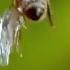 Bee Hits Humming Bird Then Gets Hit By Water Droplet