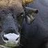 Звук буйвола крик буйвола мычание буйвола Sound Bull Bull Cry Bellowing Bull