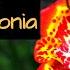 All About Growing Tigridia Pavonia