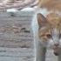 HELP Stray Cat Pleads For Helping His Friend Be Treated Part 2 Animal In Crisis EP104