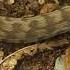 Venomous Snake Macrovipera Lebetina გიურზა ნაფარეული ლაფანყურის დამაკავშირებელ გზაზე იყო