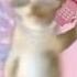 Ayayay I Ma Little Butterfly