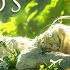 Spirit Of The Woods Celtic Fantasy Music Enchanting Ambient Music