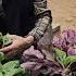Harvesting Agricultural Products To Improve Life Advice From A Kind Woman Ly Vy Ca