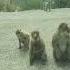 Singes De Kabylie Kabyle Kabylie