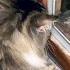 Friendly Mouse Is Teasing Siberian Cat Through Window