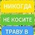 ТРАВУ В ОГОРОДЕ КОСИТЬ НЕЛЬЗЯ и вот почему огород дача сорняки