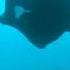 Why Manta Rays Don T Exist