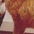 Глянь чё делается видео Cats приколы