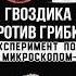 Как гвоздика борется с грибком Эксперимент под микроскопом грибок здоровье кандида