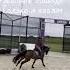 Прикинь кто то видит во мне идеала Horse