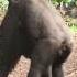 Gorilla Siblings Youtubeshorts Trending Short